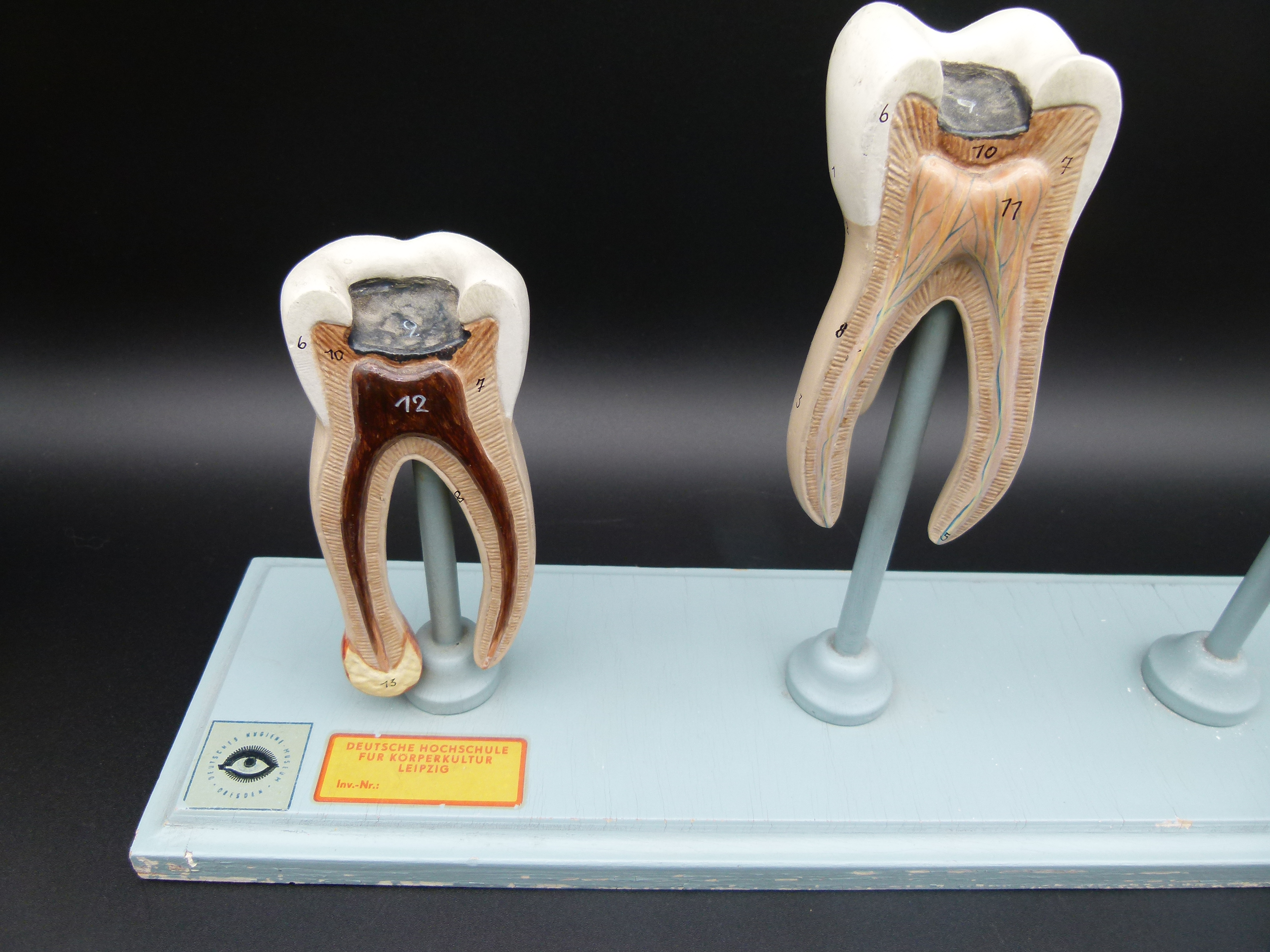 Anatomisches Zahnmodell Hygienemuseum Dresden