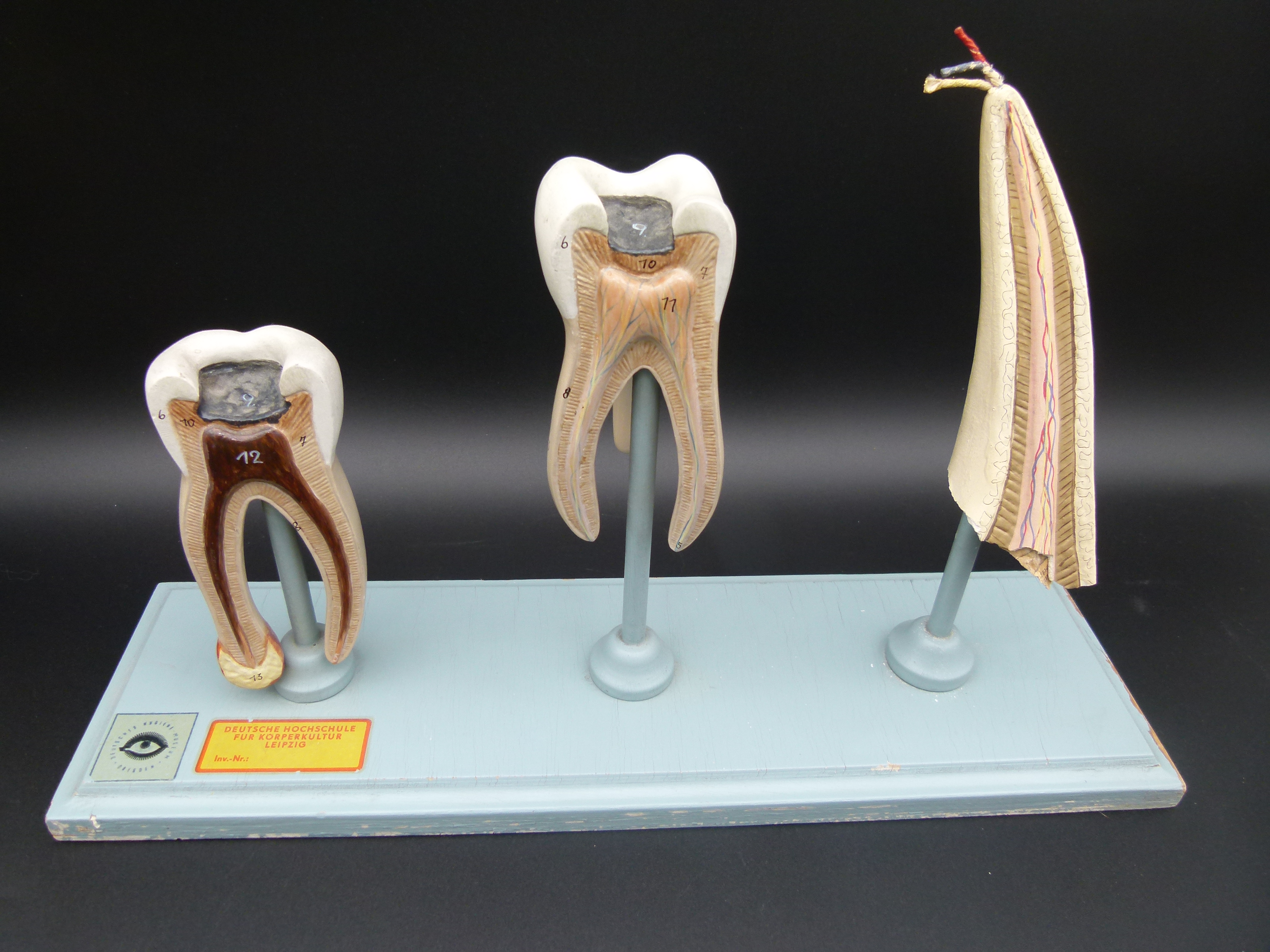 Anatomisches Zahnmodell Hygienemuseum Dresden