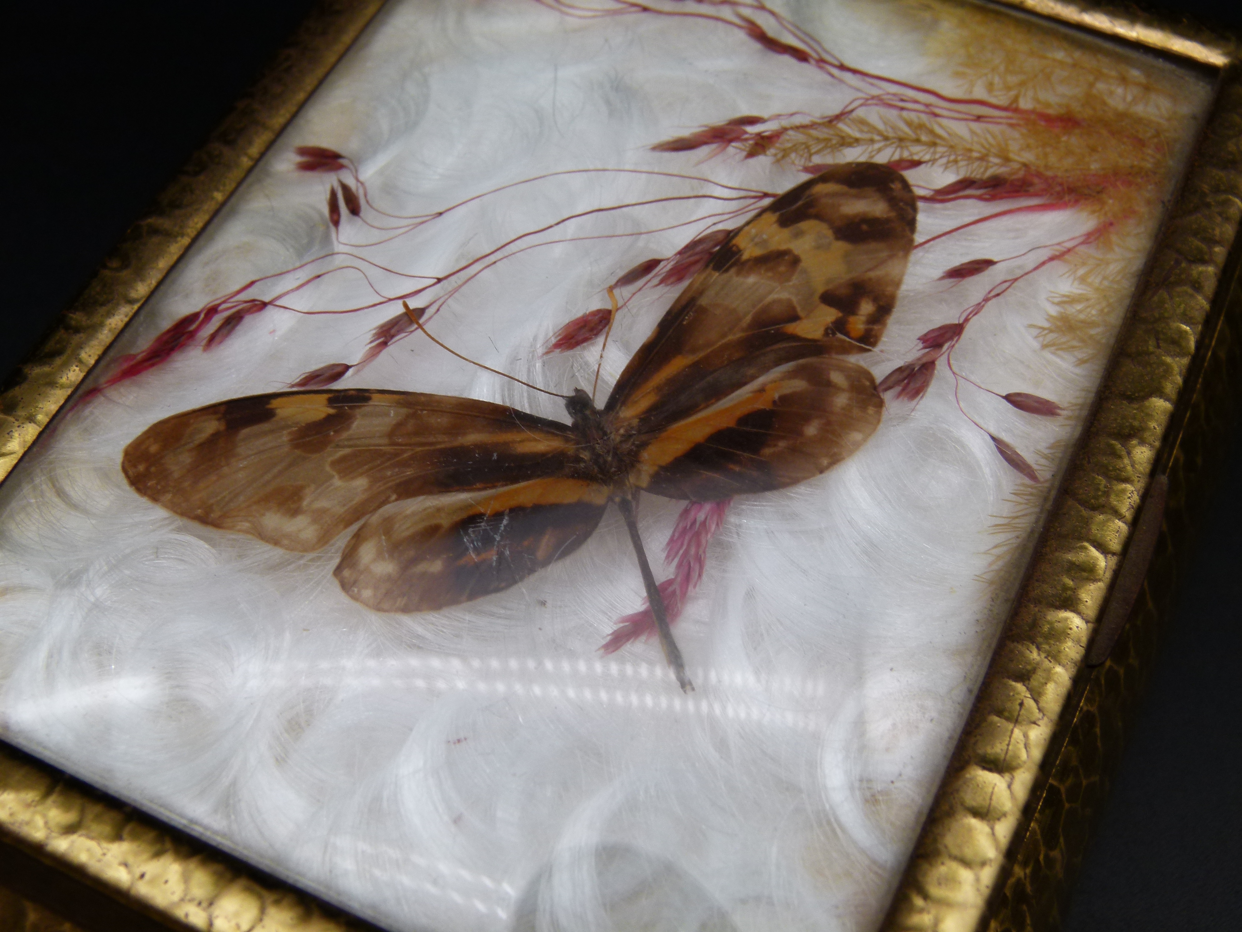 Schmuckdose Messing mit Schmetterling Präparat
